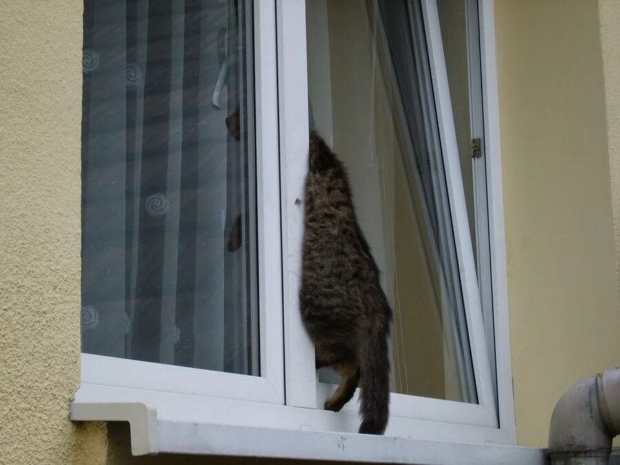 Кот открывает окно. Кот застрял в окне. Кот на пластиковом окне. Коты застревают в окнах. RJN D jjryt.