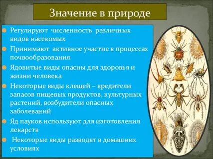 Численность насекомых