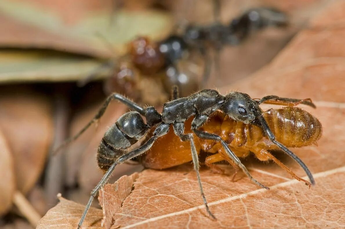 Гигантский муравей. Черный муравей. Very ant. Very ant. Муравей.