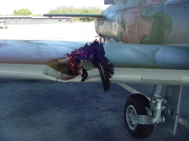 Турбина самолета человек. Столкновение самолета с птицей. Птица врезалась в самолет. Попадание человека в турбину самолета. Птица в турбине самолета.