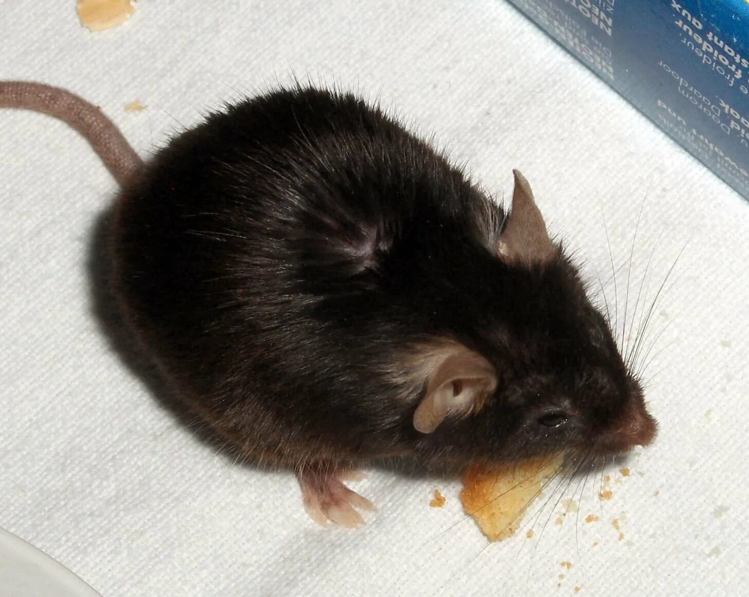 Черно коричневая мышь. Черная мышь полевка. лабораторная мышь (mus musculus). мышь черная домовая. мышь черная маленькая.
