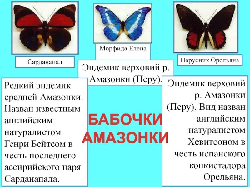 Эндемиком южной америки является. Эндемики южной америки. тандемки южной америки. эндемики южной америки животные. эндемики южной америки животные и растения.