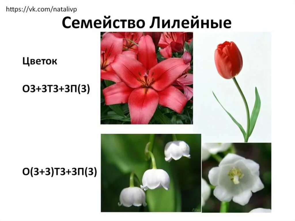 Цветки и соцветия семейства лилейных. Покрытосеменные растения Лилейные. Крокус семейство Лилейные. Семейство Лилейные цветок тюльпан.