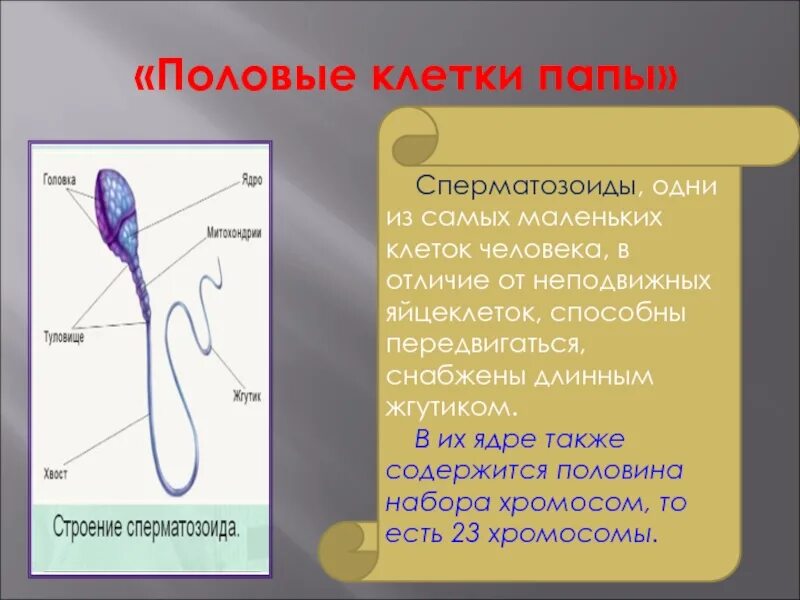 Сколько половых клеток содержит человек. Строение ядра сперматозоида. строение сперматозоида человека. хромосомы в сперматозоиде.
