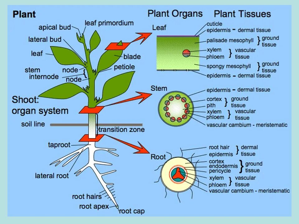 Provided plants. Анатомия растений. Анатомия и физиология растений. Физиология растений картинки. Строение растения на английском.