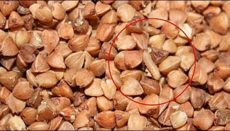 Дефекты крупы