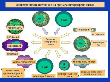 Гранулоциты макрофаги