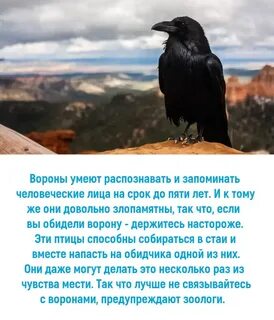 Обиженные вороны сидели вокруг