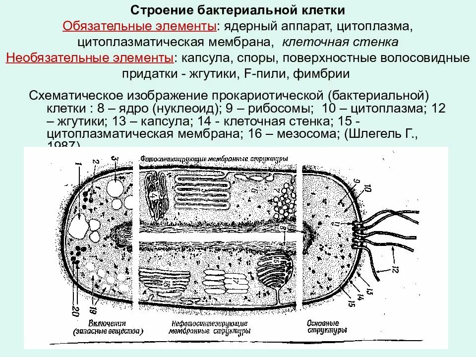 Обязательные структуры бактериальной клетки микробиология. 1. Строение бактериальной клетки. Микробиология. Основная структура бактериальной клетки. Основные структуры бактериальной клетки микробиология.