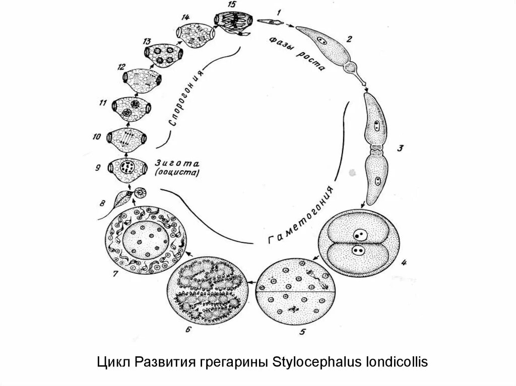 Цикл развитие апикоплексов. Жизненный цикл споровиков схема. Апикомплекса жизненный цикл. Цикл развития споровиков.