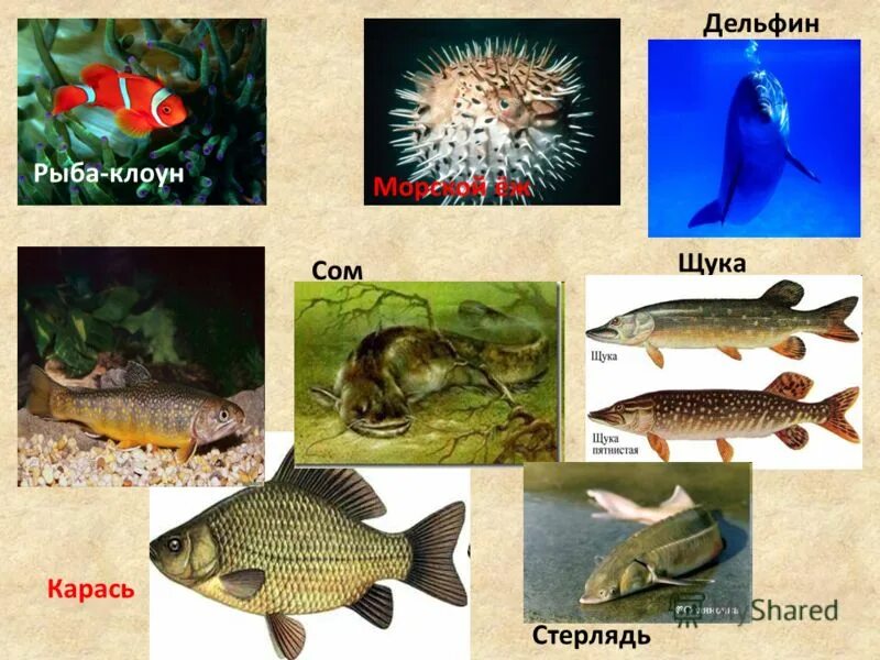 К какому отряду относится морской. Разнообразие рыб. Разнообразие рыб для детей. Биоразнообразие рыб. Животный мир морей и океанов Пресноводные и аквариумные рыбы.