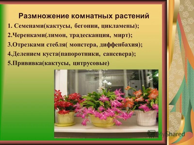 как размножить комнатные растения. размножение растений стеблевыми листовыми черенками. вегетативное размножение листовыми черенками. корешок герани. вегетативное размножение комнатных растений примеры.