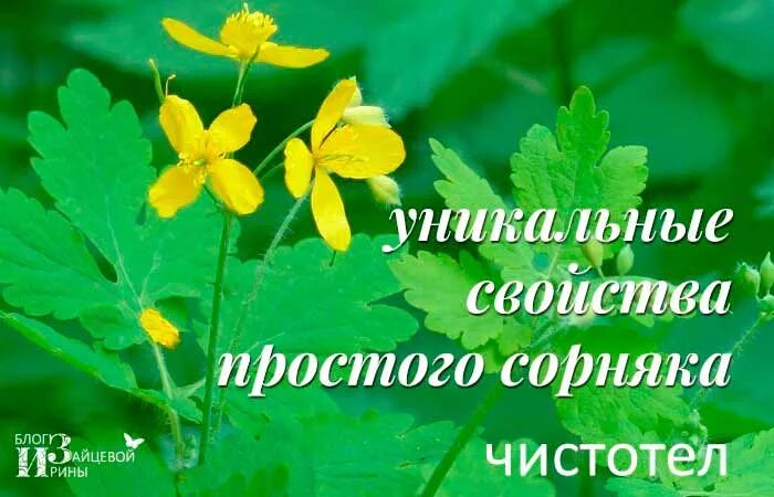 Лучше чем чистотел. Чистотел сорняк. Чистотел фото и описание. Полезные свойства чистотела лечебные. Чистотел лечебные фото.