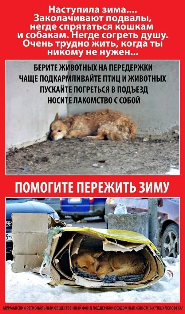 Накорми бездомных животных. Помоги бездомным животным зимой. покормите бездомных животных животных зимой. помогите пережить зиму животным. покормите животных в мороз.