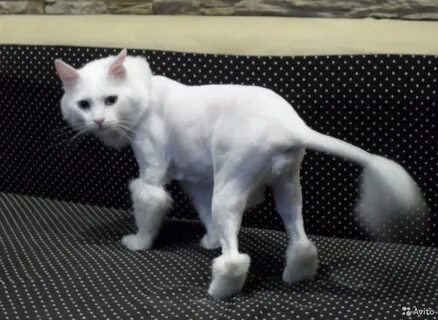 Побрить кошку налысо