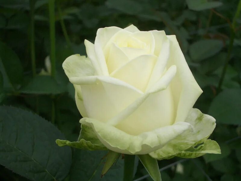 Розы белые чайно гибридные фото. Розы белые чайно гибридные фото. Розы белые чайно гибридные фото. Розы белые чайно гибридные фото. Розы белые чайно гибридные фото.