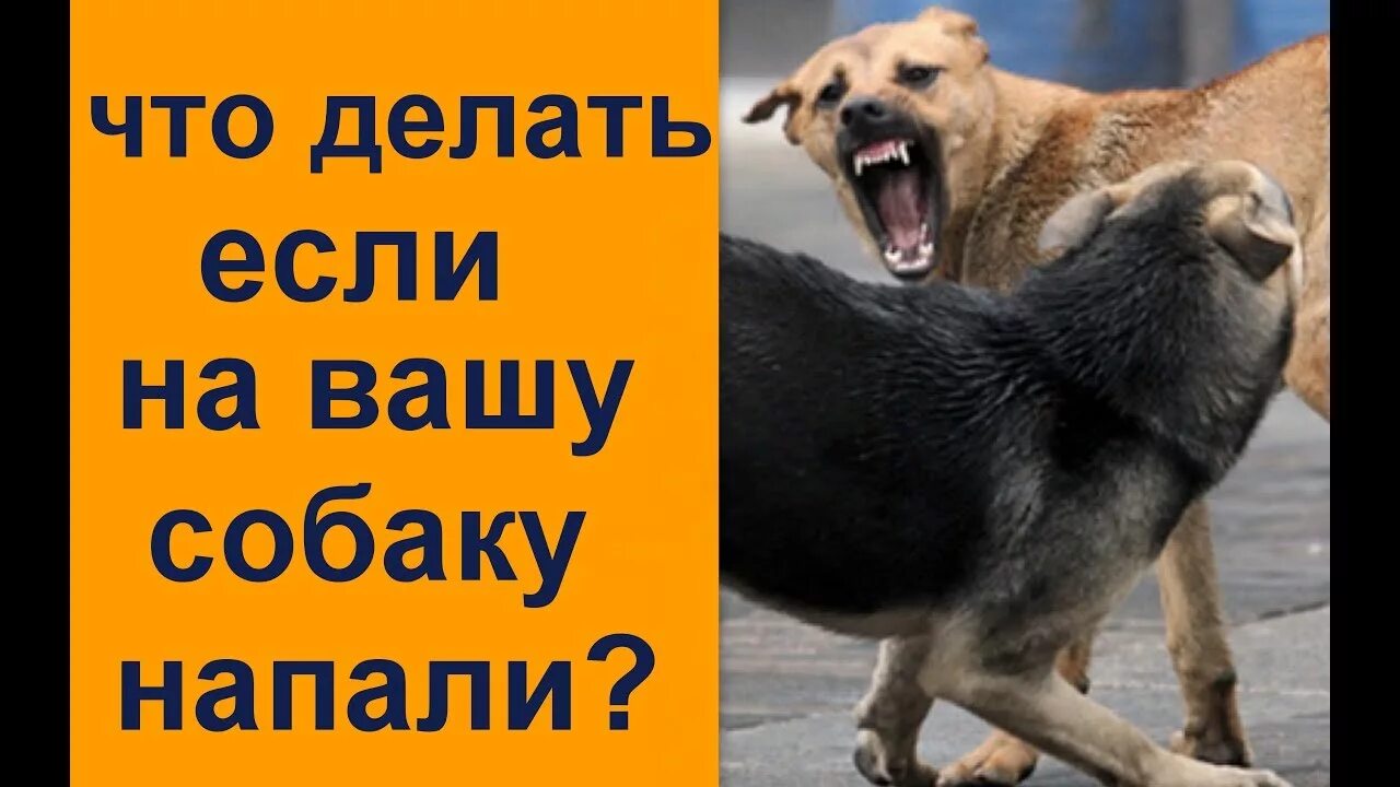 Что делать если на тебя напала собака. Что делать если на Вашу собаку напала другая собака. Собака как защититься. Собака нападает на другую собаку. Что делать если на твою собаку напали.