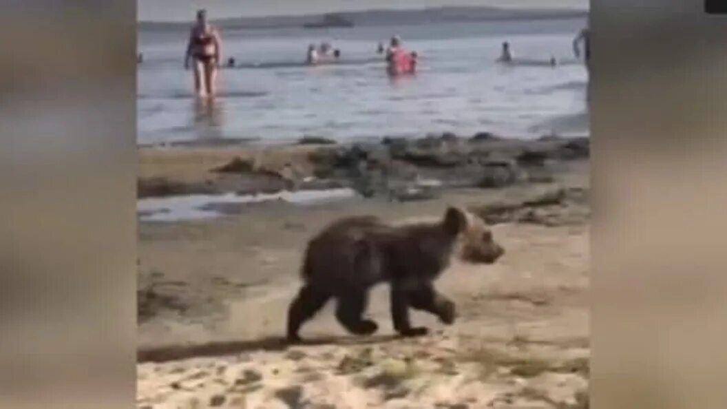 Видео собака привела медведей. Медведь на пляже в Северодвинске. Собака привела медведей жив ли. Миньоны подговаривают аборигена потрогать медведя видео.