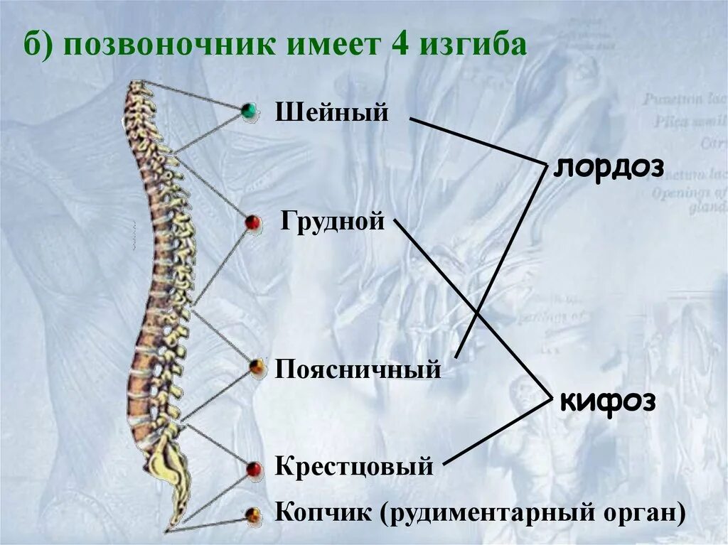 Количество изгибов