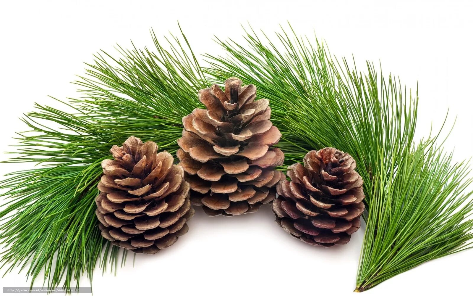 Cones tree