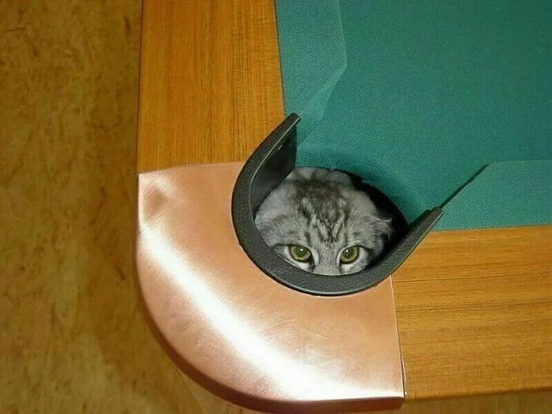 Где спрятался кот. Котенок спрятался. кошка прячется. кот скрывается. кошка спряталась.