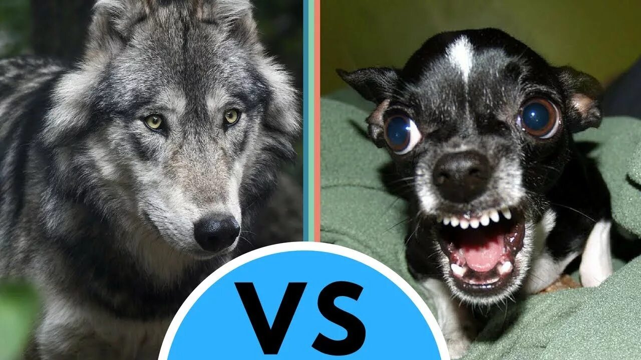 Хаски vs волк. Волк и собака. Волк и собака сравнение. Отличие волка от собаки.
