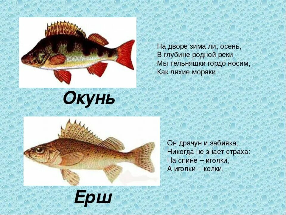 Пищевое отношение щуки и речного окуня. Ерш и окунь. Рыба ёрш и окунь. Окунь и Ерш отличия. Окунь для дошкольников.