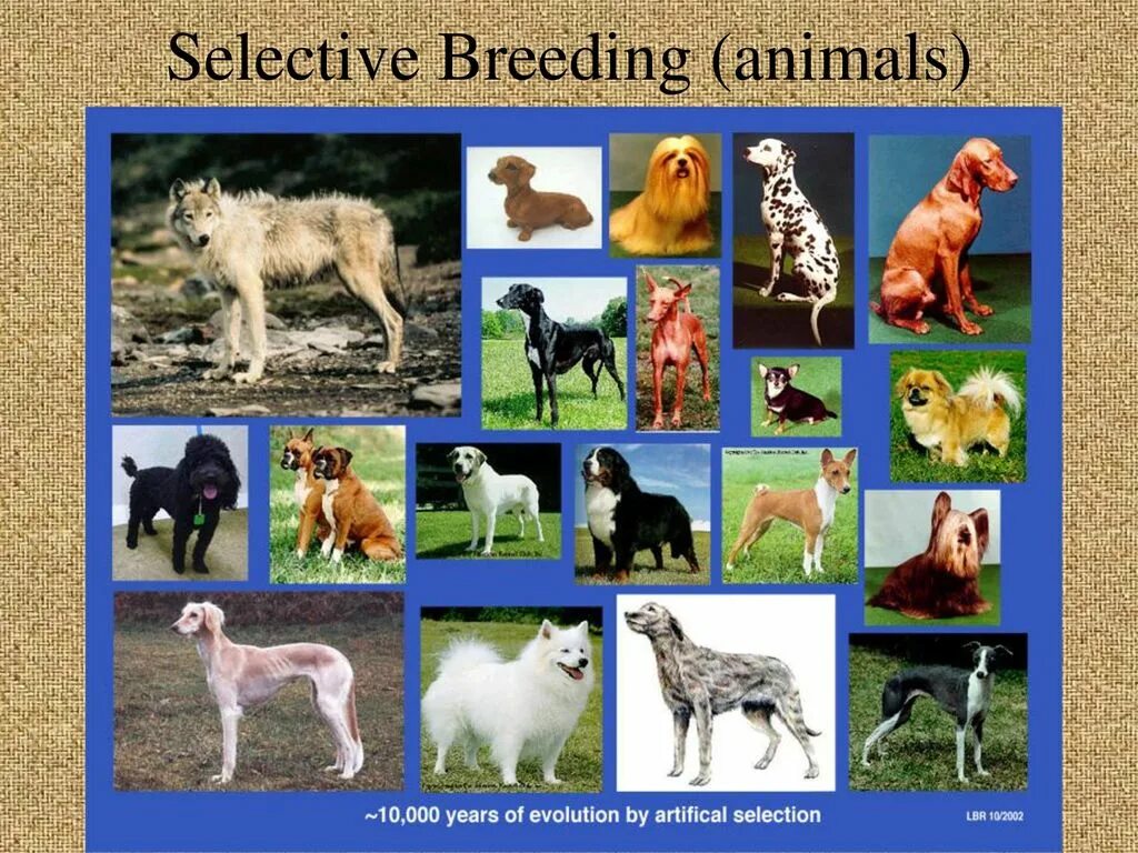 Породы домашних животных. Селекция пород собак. Искусственный отбор собак. Искусственный отбор селекция.