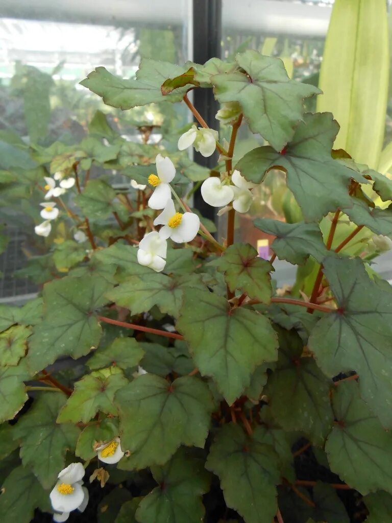 Бегония дрега. Бегония дрега (begonia dregei). бегония дрега каудексная. dregei partita бегония. бегония dregei macbertii.