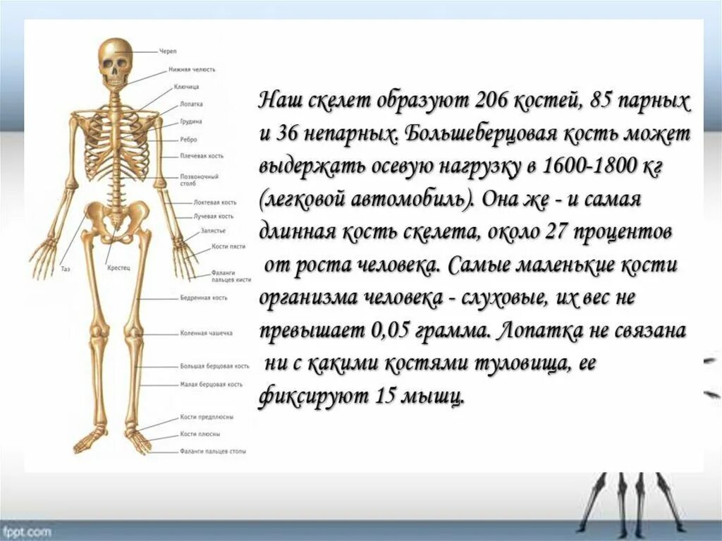 Факты о скелете человека. Интересные факты о строении человека. Строение тела интересный факт. Интересные факты о человеческом скелете. Факты систем органов человека