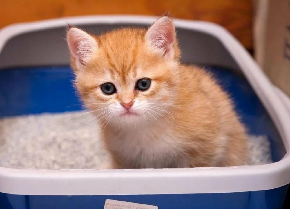 Котенок ходит в горшок