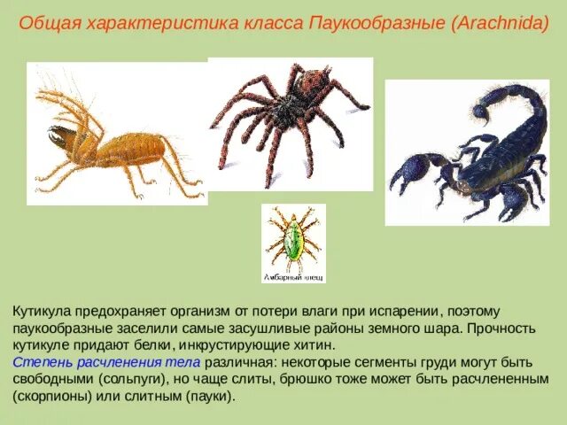 Установи соответствие между паукообразными и насекомыми. Паукообразные 7 класс биология. Характеристика паукообразных. Общая характеристика паукообразных. Класс паукообразные общая характеристика.
