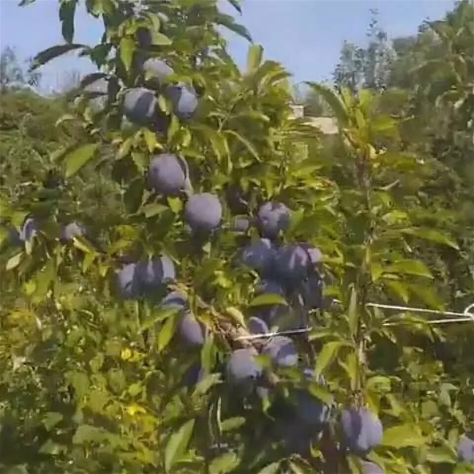 Слива бербанк гигант описание сорта фото отзывы. Слива бербанк гигант описание сорта фото отзывы