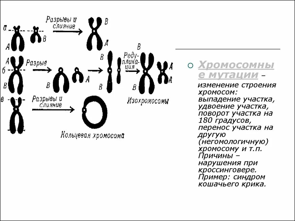 Болезни связанные с изменением хромосом. Болезни обусловленные изменениями структуры хромосом транслокация. Заболевания связанные с изменением структуры хромосом. Выпадение участка хромосомы вид мутации. Синдромы связанные с изменением структуры хромосом.