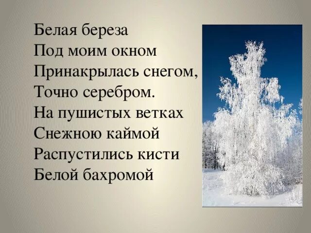 Белая берёза под моим окном стих. Стихотворение белая береза под моим окном. Белая берёза поодмоим окном. Белая берёза под моим окном Принакрылась снегом точно серебром.