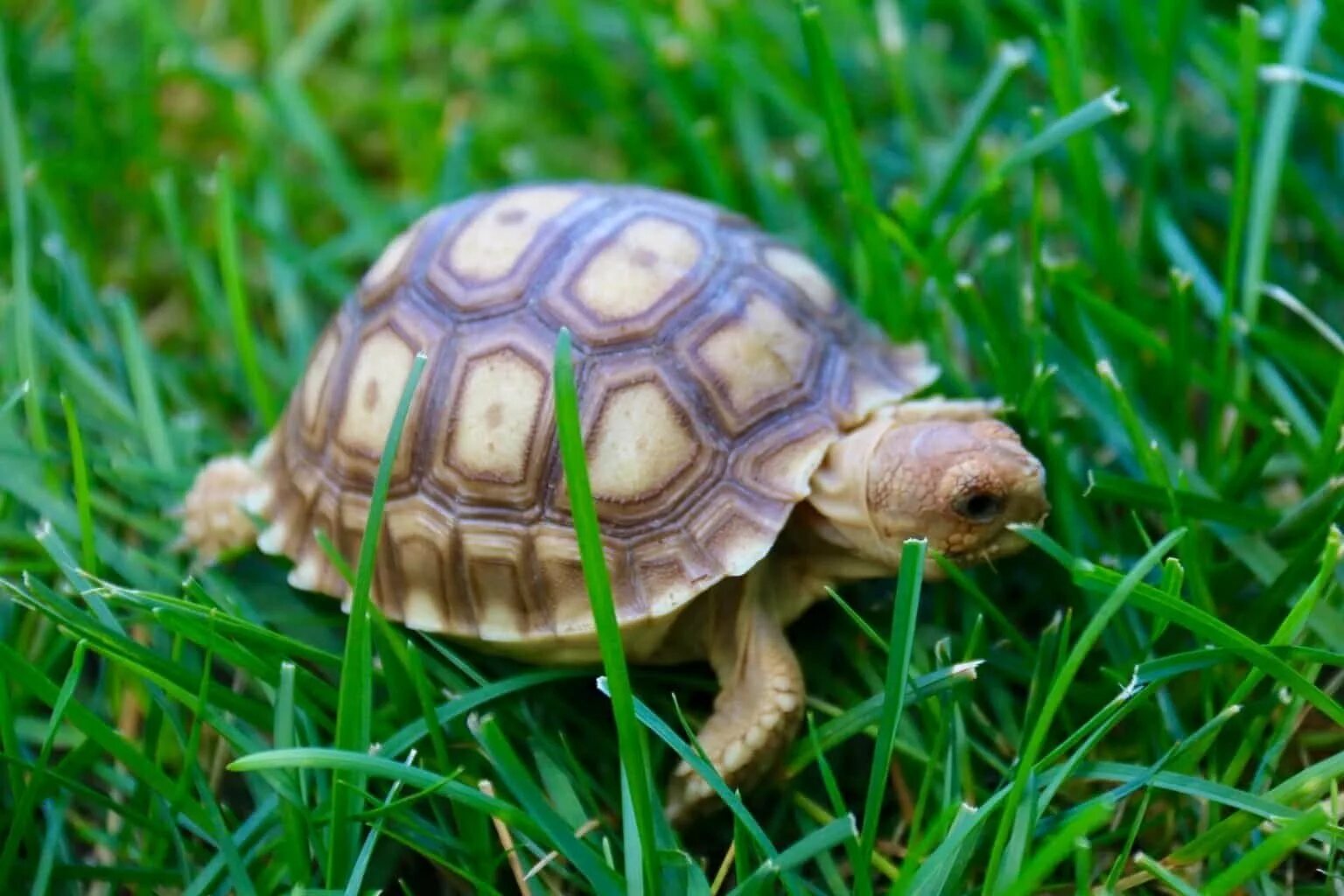 Среднеазиатская черепаха. Sulcata Tortoise. Среднеазиатская черепаха детеныш. Сухопутная черепаха Среднеазиатская малыши.