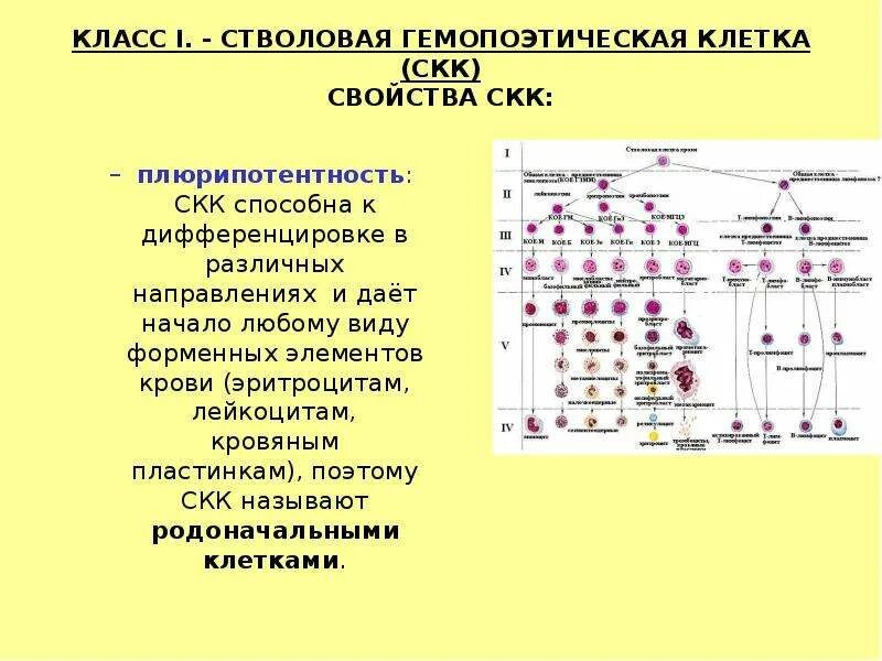 Обеспечивает кроветворение. Основные классы клеток гемопоэза. Стволовые кроветворные клетки характеристика. Основные классы кроветворных клеток. Схема гемопоэза.