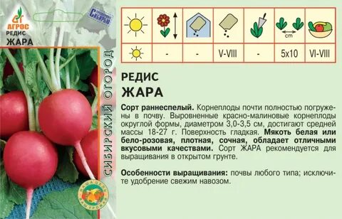 Температура для редиса