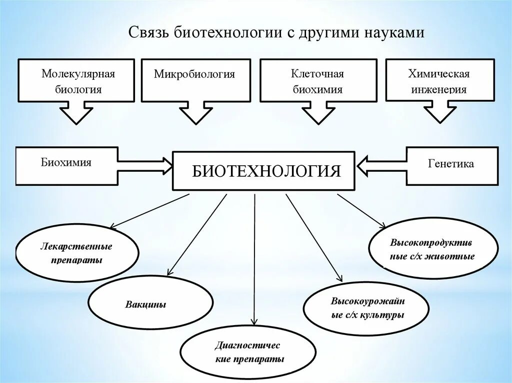 Связь биотехнологии с другими науками. Взаимосвязь биотехнологии с другими науками. Связь биотехнологии с другими фундаментальными науками. Биотехнология на стыке наук. Современные направления биологии