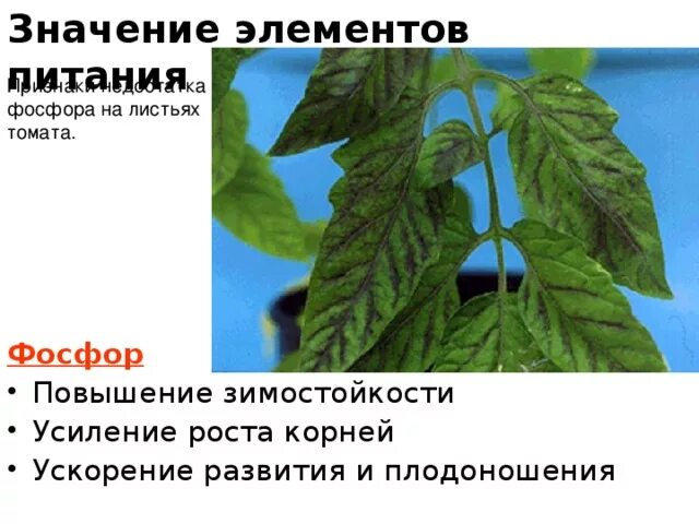 Томаты нехватка микроэлементов фото. Недостаток элементов питания у томатов. нехватка фосфора у томатов. нехватка калия у томатов. недостаток элементов на листьях томата.