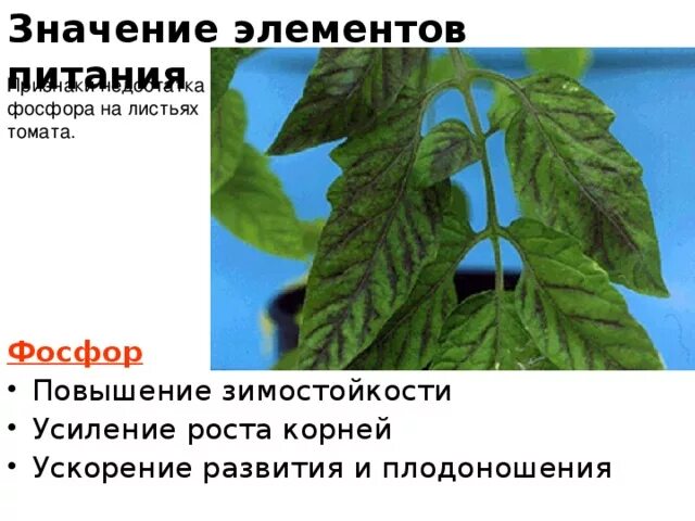 Недостаток элементов на листьях томатов. Недостаток элементов питания у томатов. Нехватка фосфора у томатов. Дефицит фосфора листья томата.