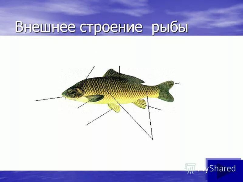Тест по теме внешнее строение рыб. Внешнее строение рыбы 7 класс биология таблица. Тест по теме внешнее строение рыб. Строение рыбы 1 класс. Строение рыбы задание.
