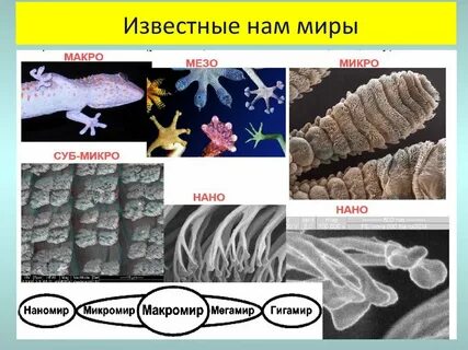 Макро и микромир 6 класс естествознание презентация