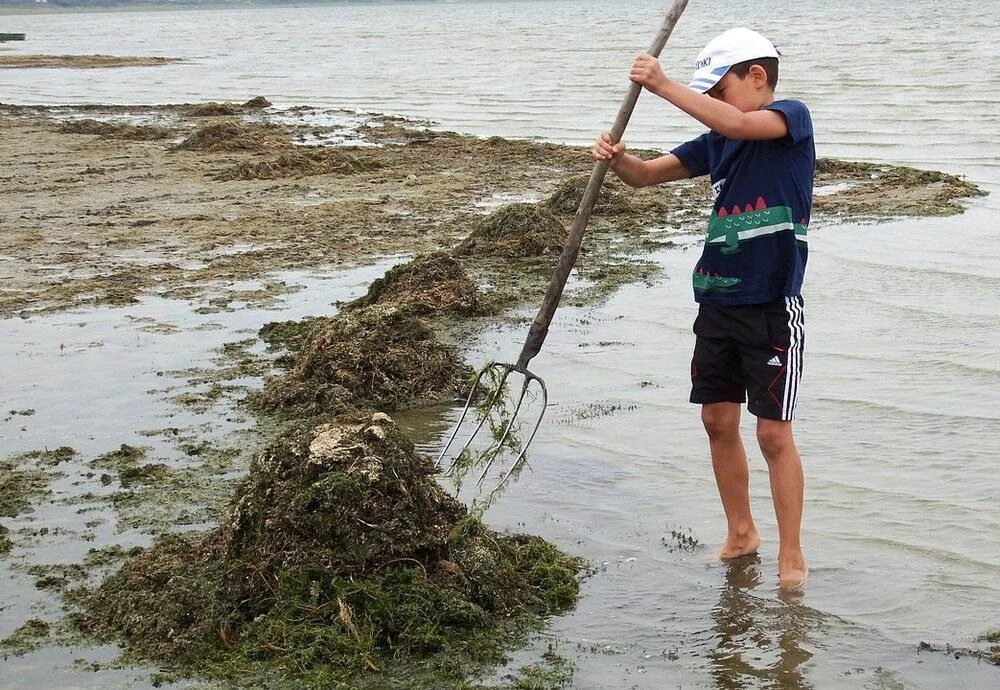 Как убрать водоросли. Водоросли в пруду. Водоросли сибирских водоемов. Использование микроводорослей. Использование микроводо.