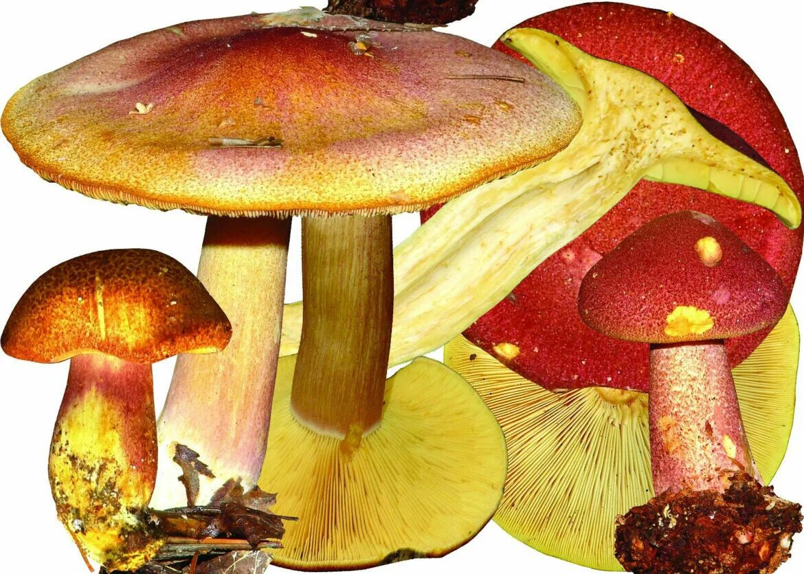 Красно желтый гриб