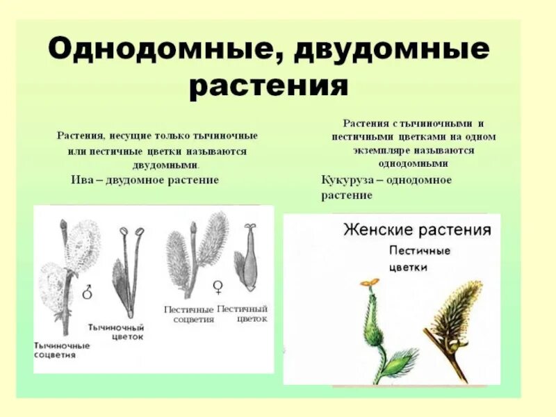 Обоеполые однодомные двудомные. Однодомные и двудомные растения. Обоеполые и раздельнополые цветки однодомные и двудомные растения. Однополые и обоеполые цветки однодомные и двудомные. Однодомные и двудомные растения схема.