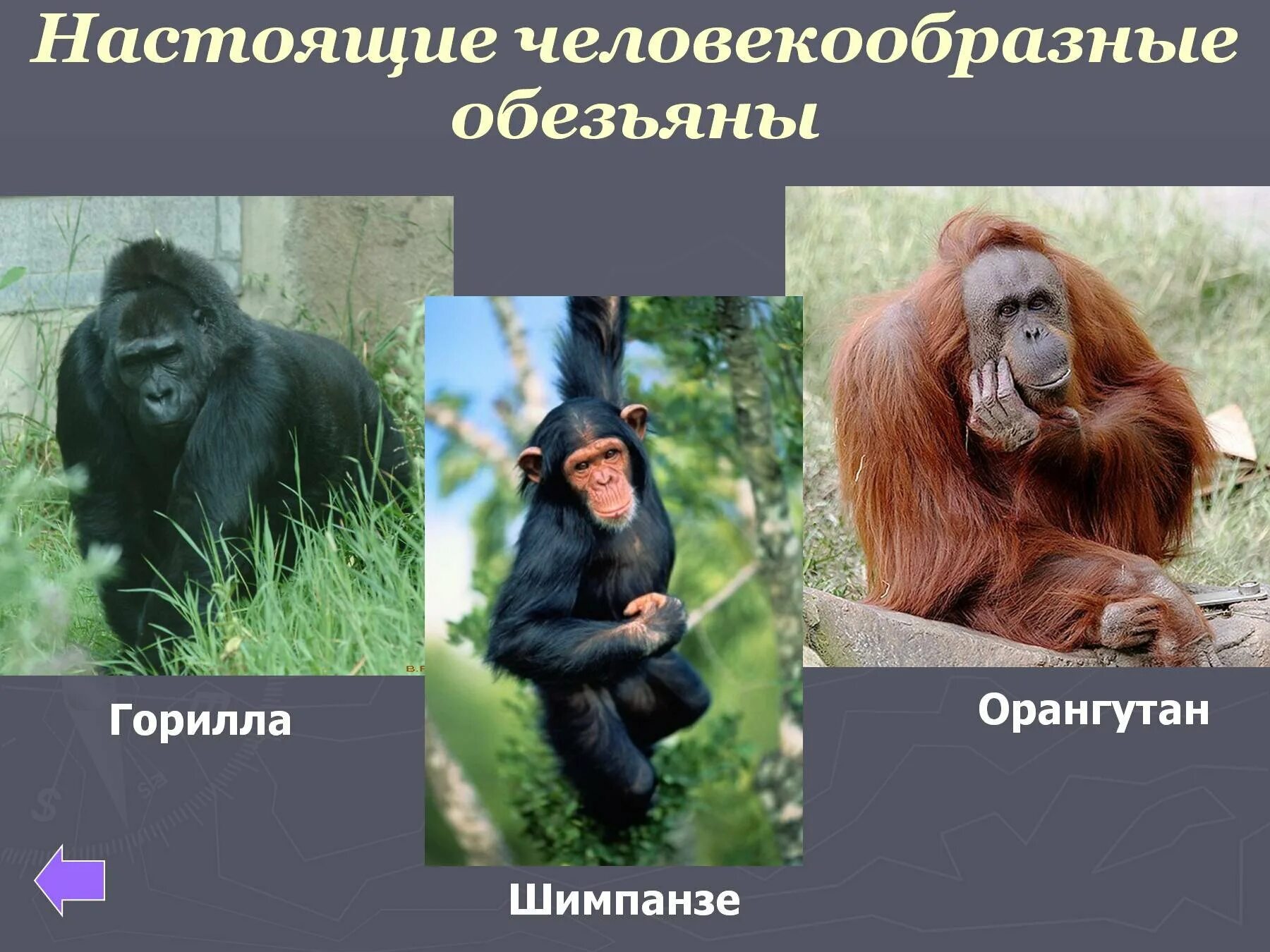 Приматы отряды млекопитающих. Шимпанзе презентация. Млекопитающие обезьяны. Обезьяны представители. Подотряд человекообразные обезьяны.