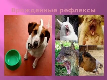 Инстинкт врожденный рефлекс