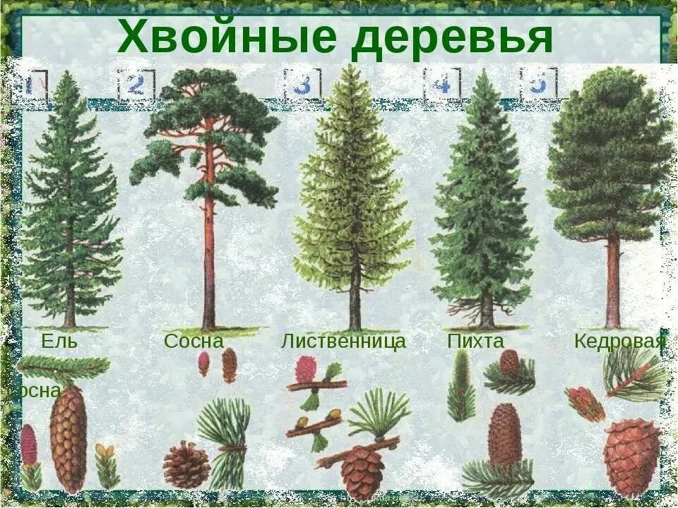 Ель пихта сосна кедр лиственница. Пихта, ель обыкновенная,сосна Кедровая. Ель сосна пихта лиственница. Ель сосна пихта лиственница пихта Кедровая сосна.