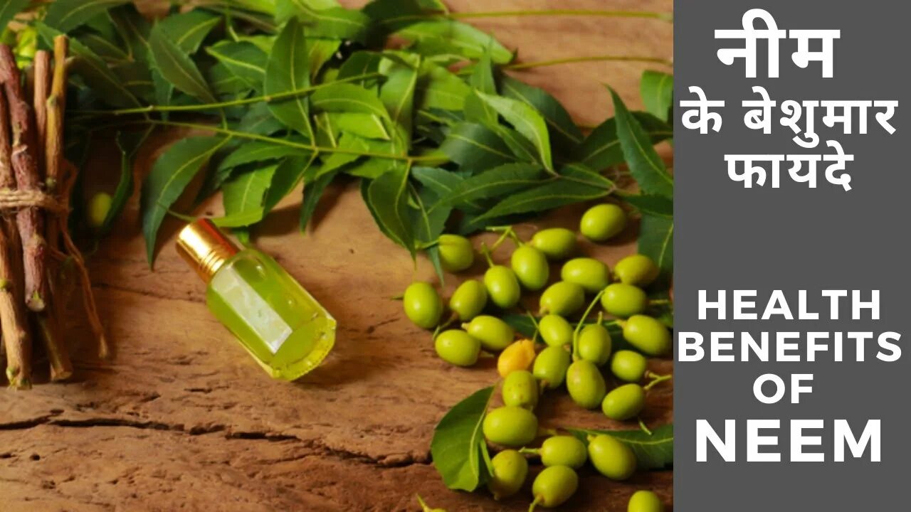 Нима ни. Neem. масло нима фото. азадирахта индийская. neem картинки.